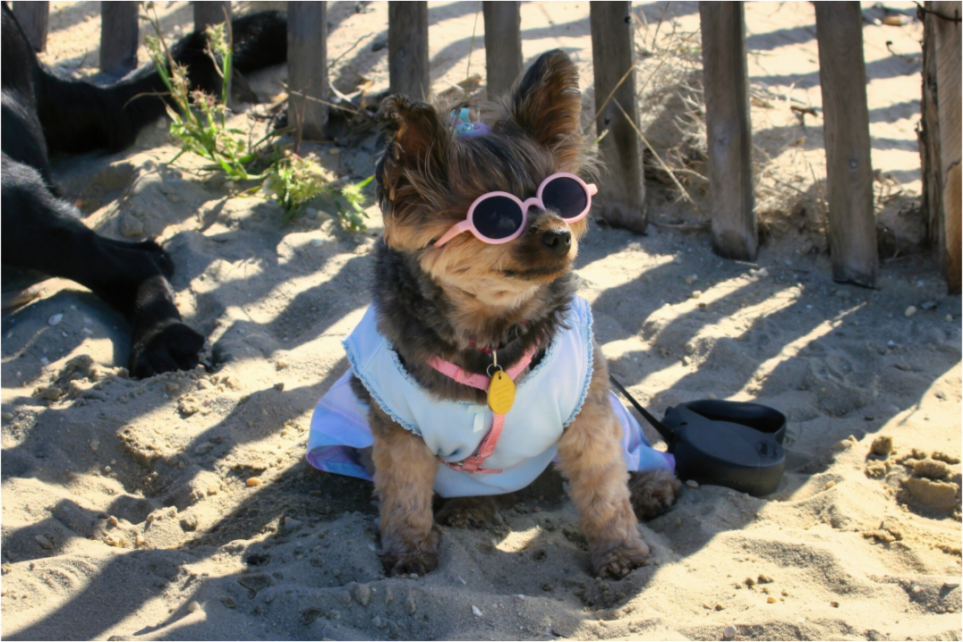 DOG AT BEACH