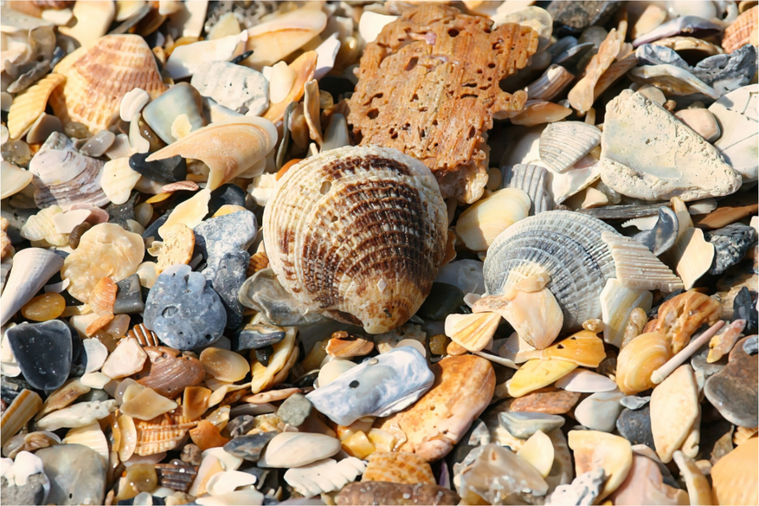 SEASHELLS ON PHOTO PRINT ON FUJI CRYSTAL DP II