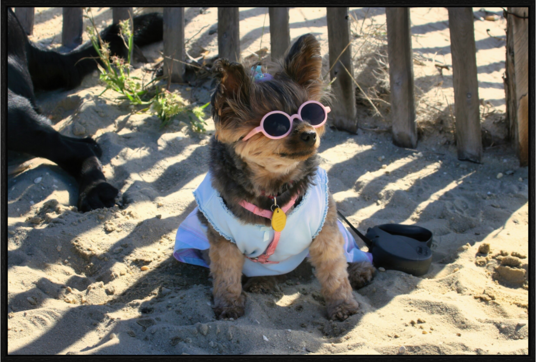 DOG AT BEACH