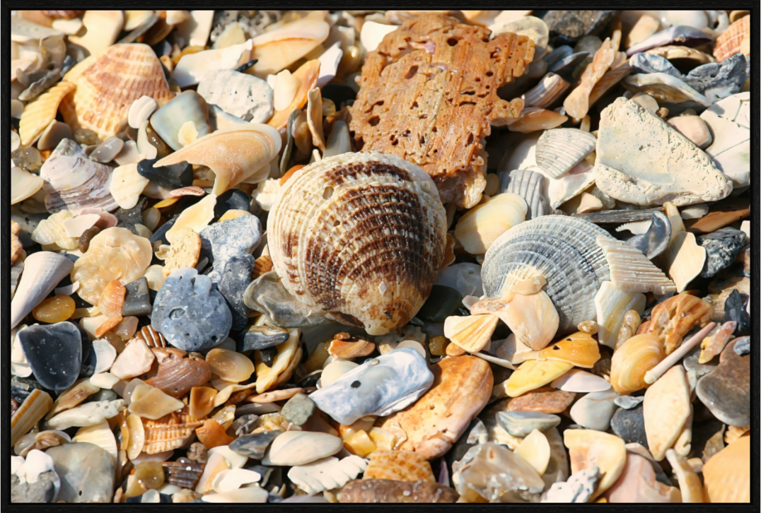 SEASHELL ON FLOATER FRAME