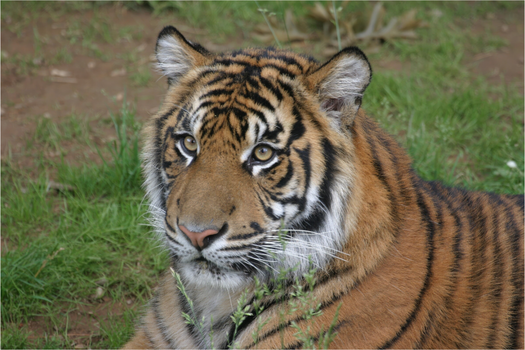 AMUR TIGER