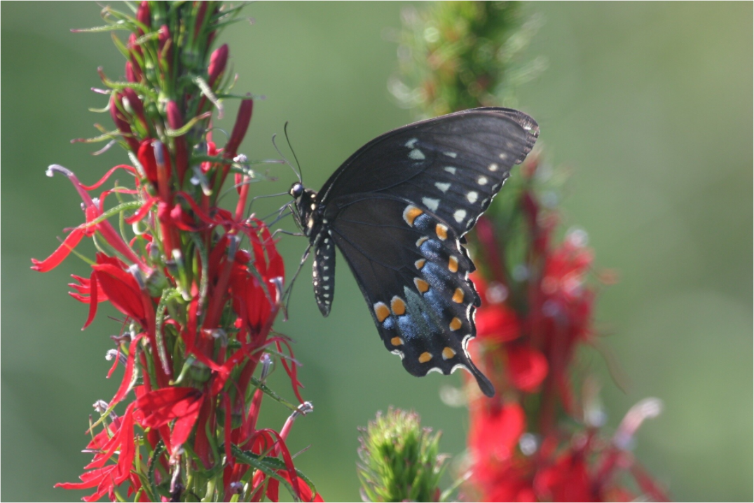 BLACK SWALLOWTAIL
