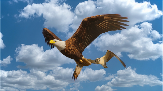 Main image HOT PURSUIT