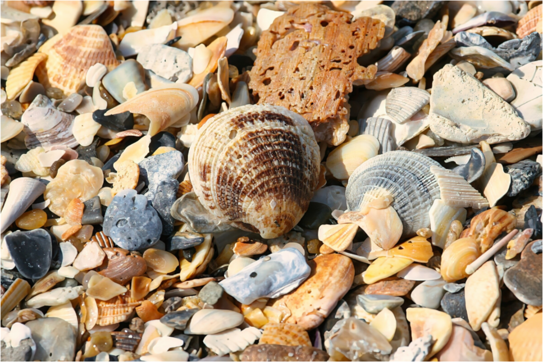 SEASHELLS ON ACRYLIC GLASS 2
