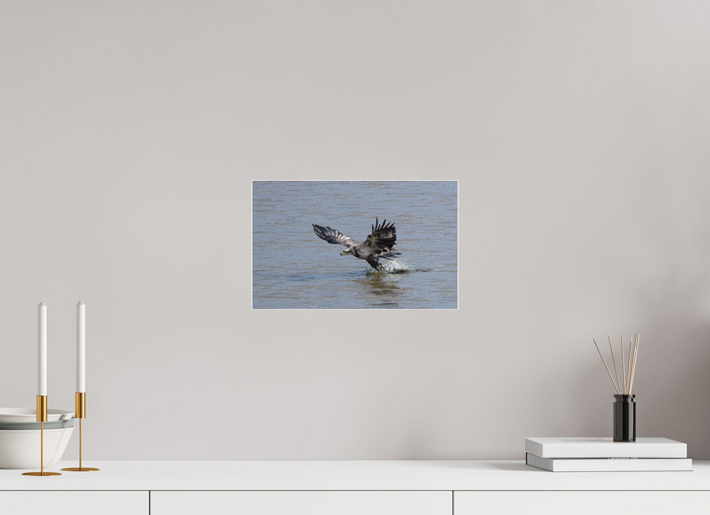 IMMATURE BALD EAGLE