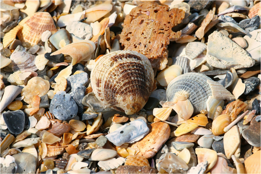 SEASHELLS ON PHOTO PRINT UNDER ACRYLIC GLASS