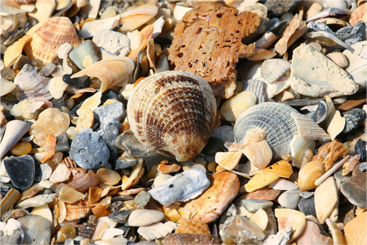 SEASHELLS