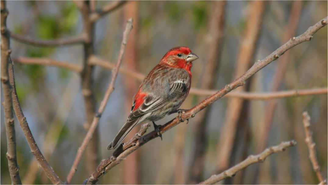 HOUSE FINCH