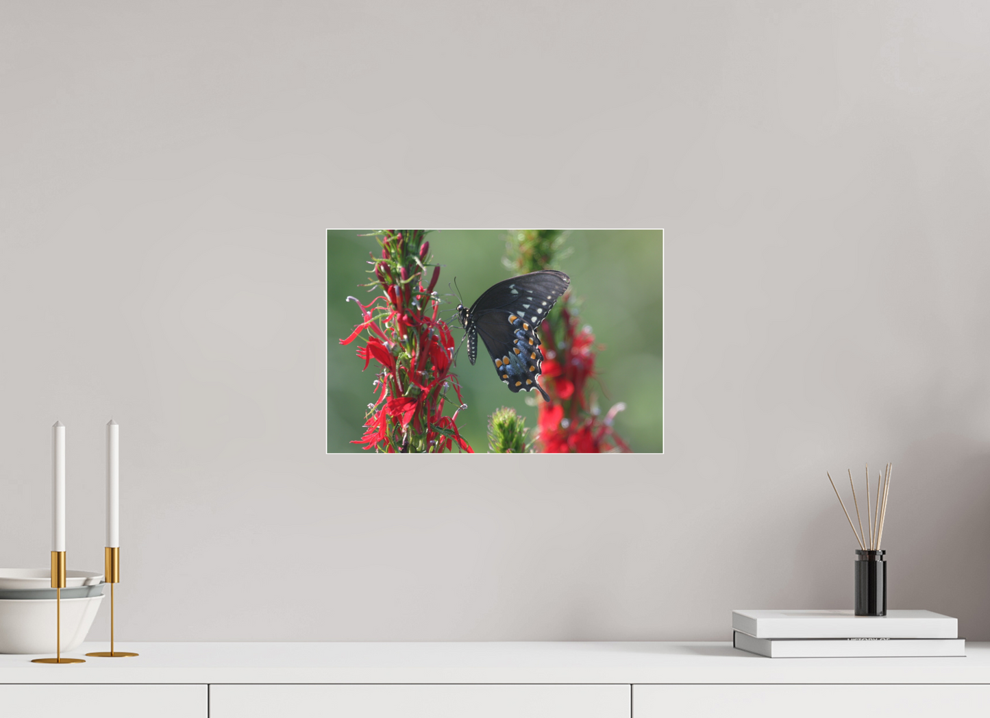 BLACK SWALLOWTAIL