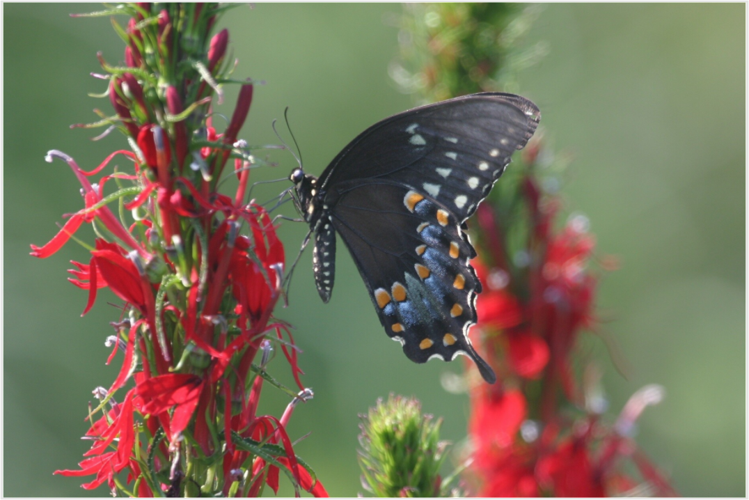 BLACK SWALLOWTAIL