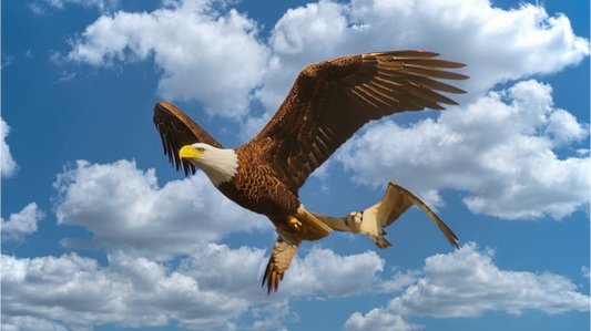 Main image HOT PURSUIT