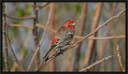 HOUSE FINCH