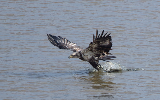 IMMATURE BALD EAGLE