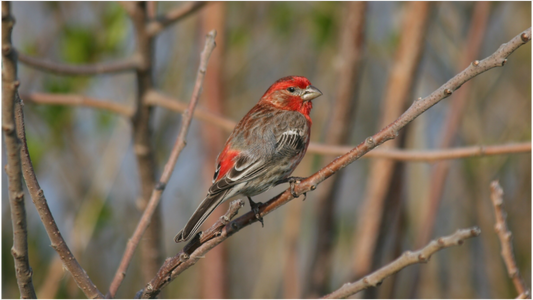 HOUSE FINCH