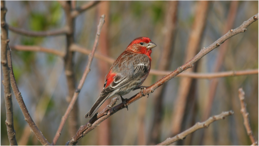 HOUSE FINCH