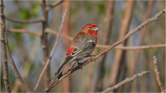 HOUSE FINCH