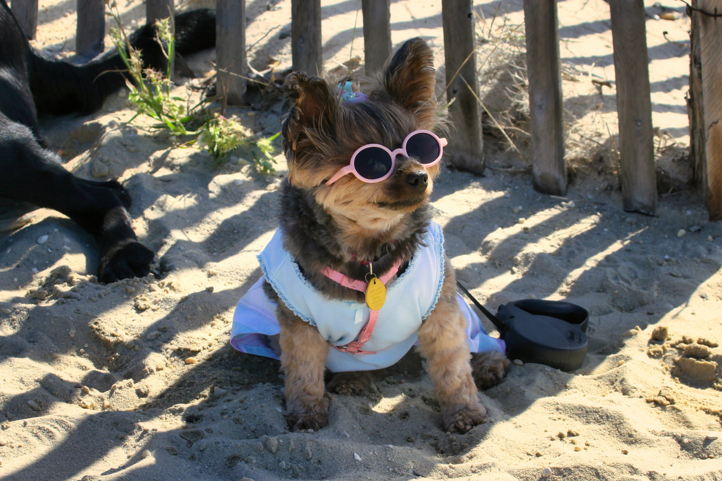 DOG AT BEACH