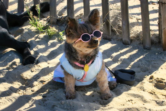 DOG AT BEACH