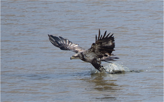 IMMATURE BALD EAGLE