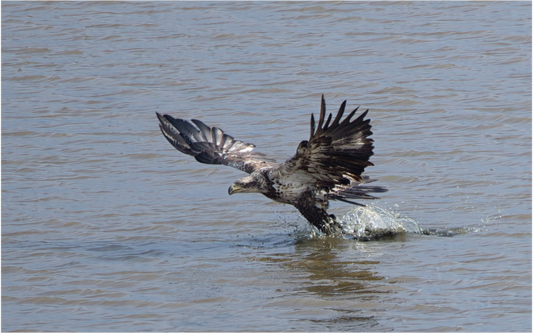 IMMATURE BALD EAGLE
