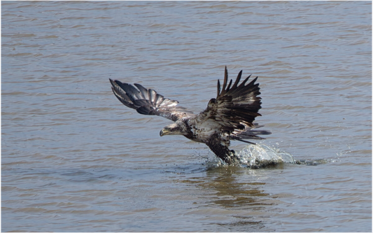 IMMATURE BALD EAGLE