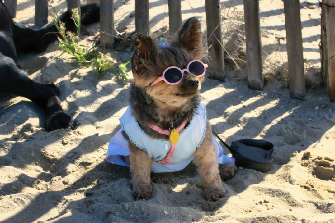 DOG AT BEACH