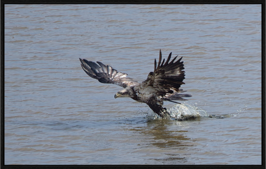 IMMATURE BALD EAGLE